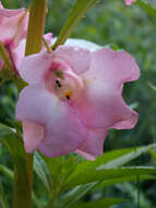 Image of spotted snapweed