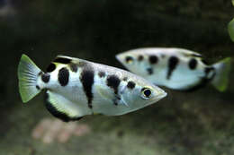 Image of Banded Archerfish