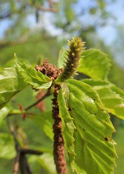 Imagem de Betula dahurica Pall.