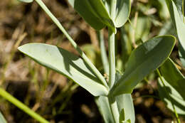 Image of Eustoma