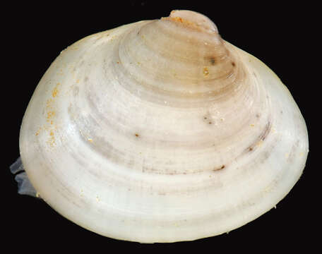 Image of Musculium Link 1807