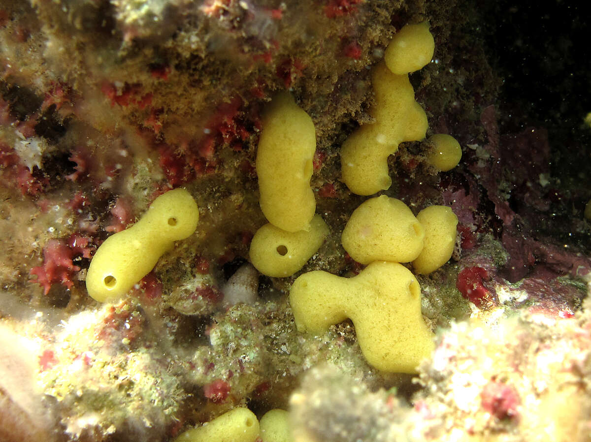Image of Lumpy golden sponge