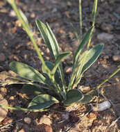 Image of Goodenia strangfordii F. Müll.