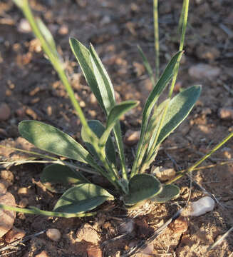 Imagem de Goodenia strangfordii F. Müll.