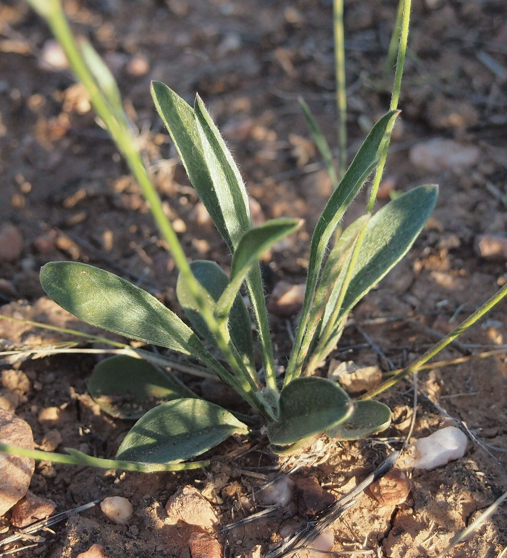 Image of Goodenia strangfordii F. Müll.