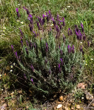 Imagem de Lavandula stoechas L.