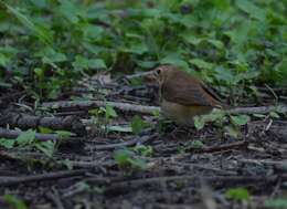 Image of Hermit Thrush