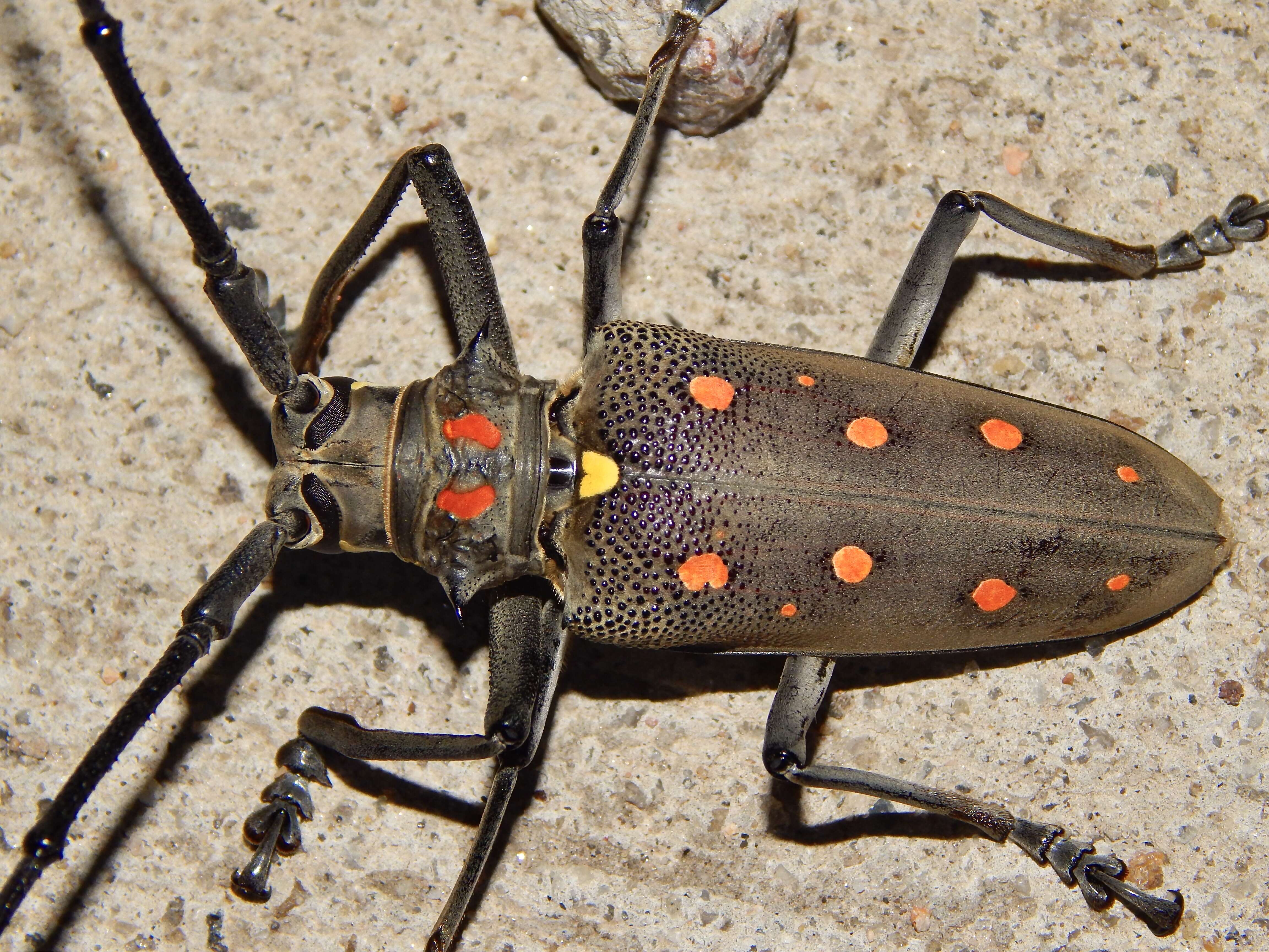 Image of Batocera rufomaculata (Degeer 1775)