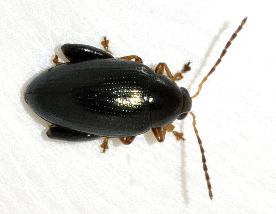 Image of Cabbage-stem flea beetle