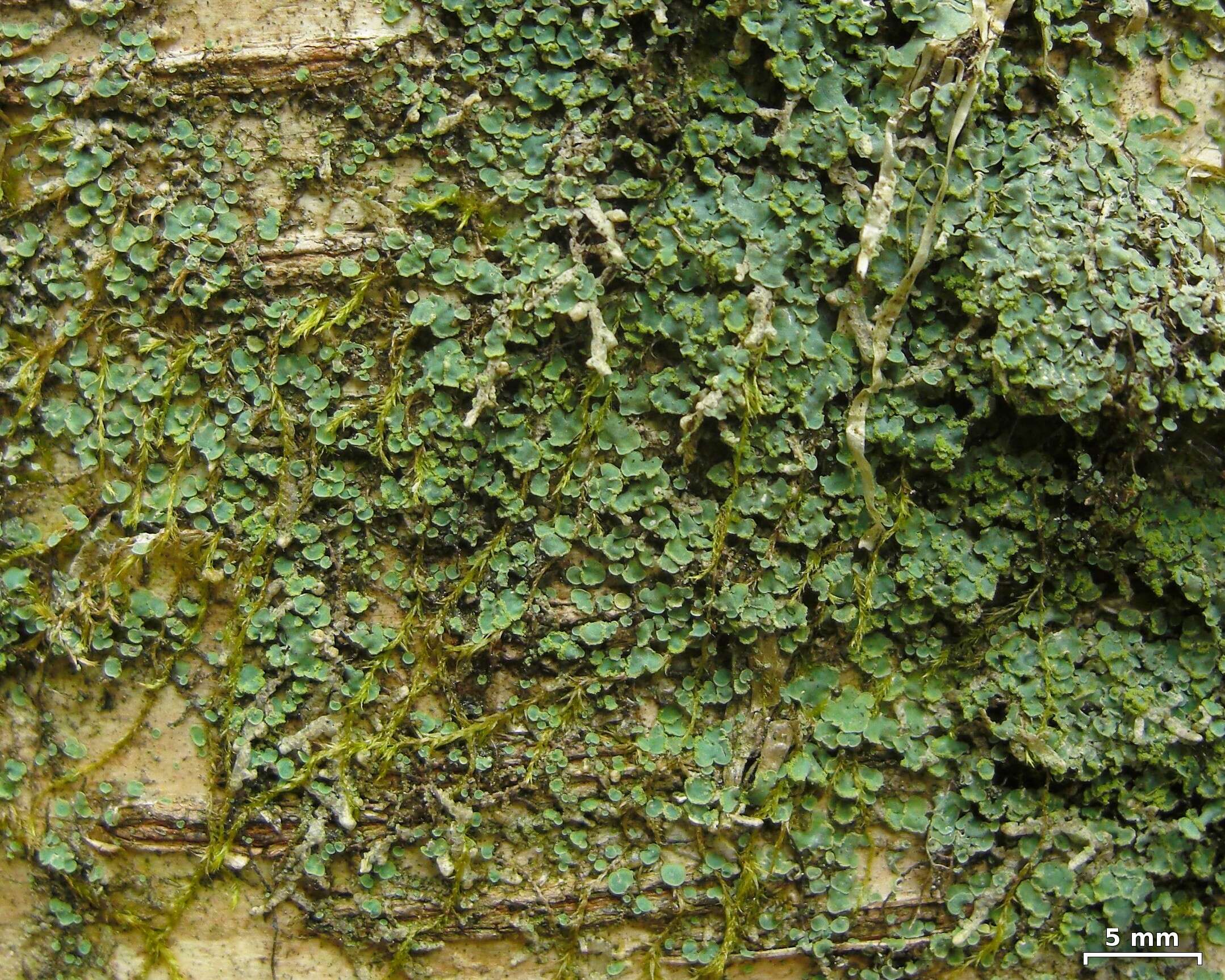 Image of Clam lichens