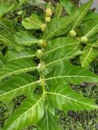 Image of Indian mulberry