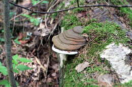 Image of Ganoderma applanatum