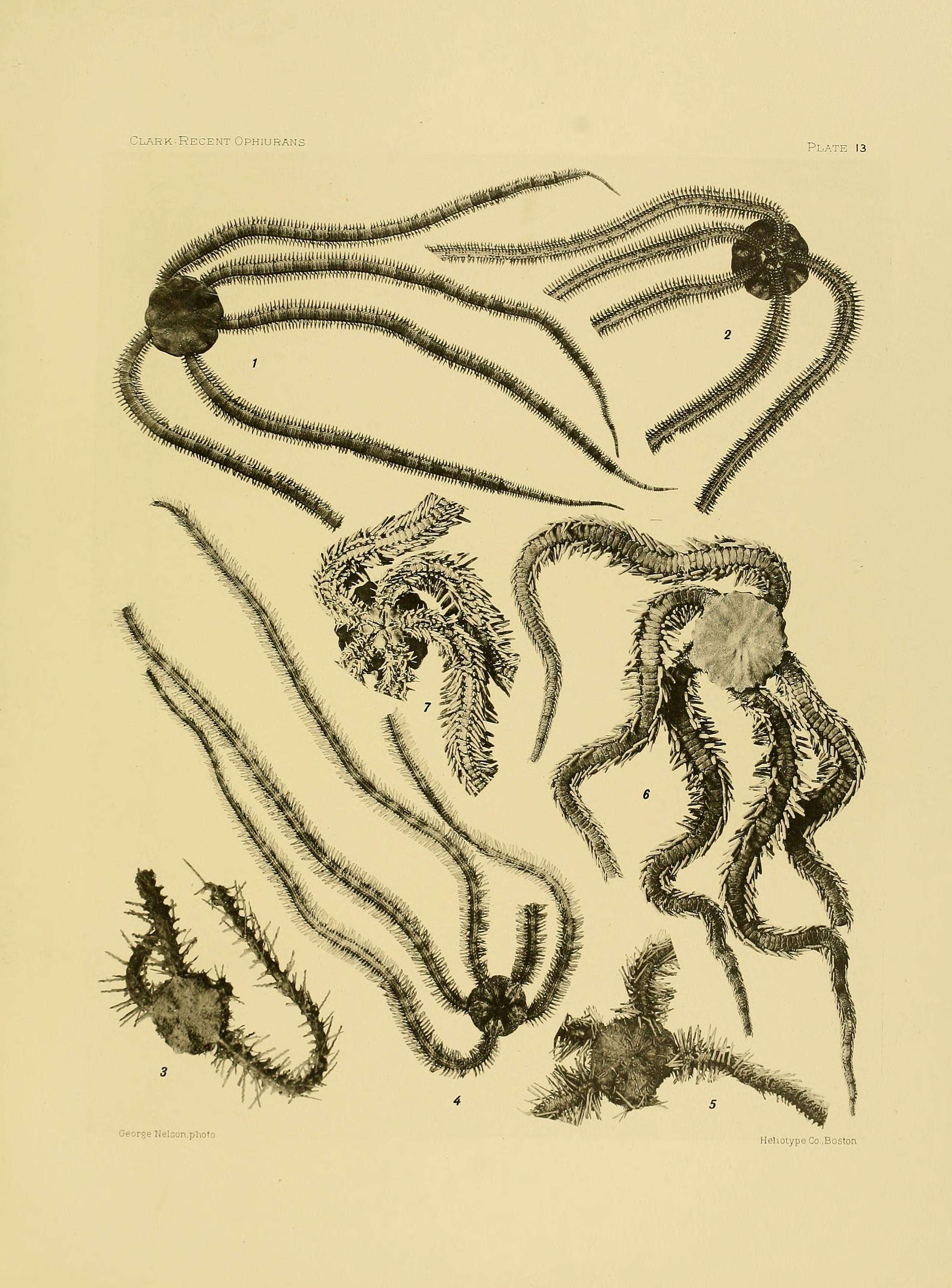 Image of Ophionereis schayeri (Müller & Troschel 1844)