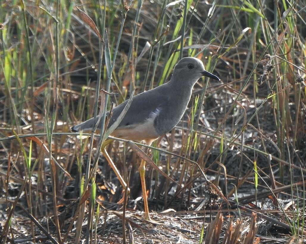 Image of White-tailed Lapwing