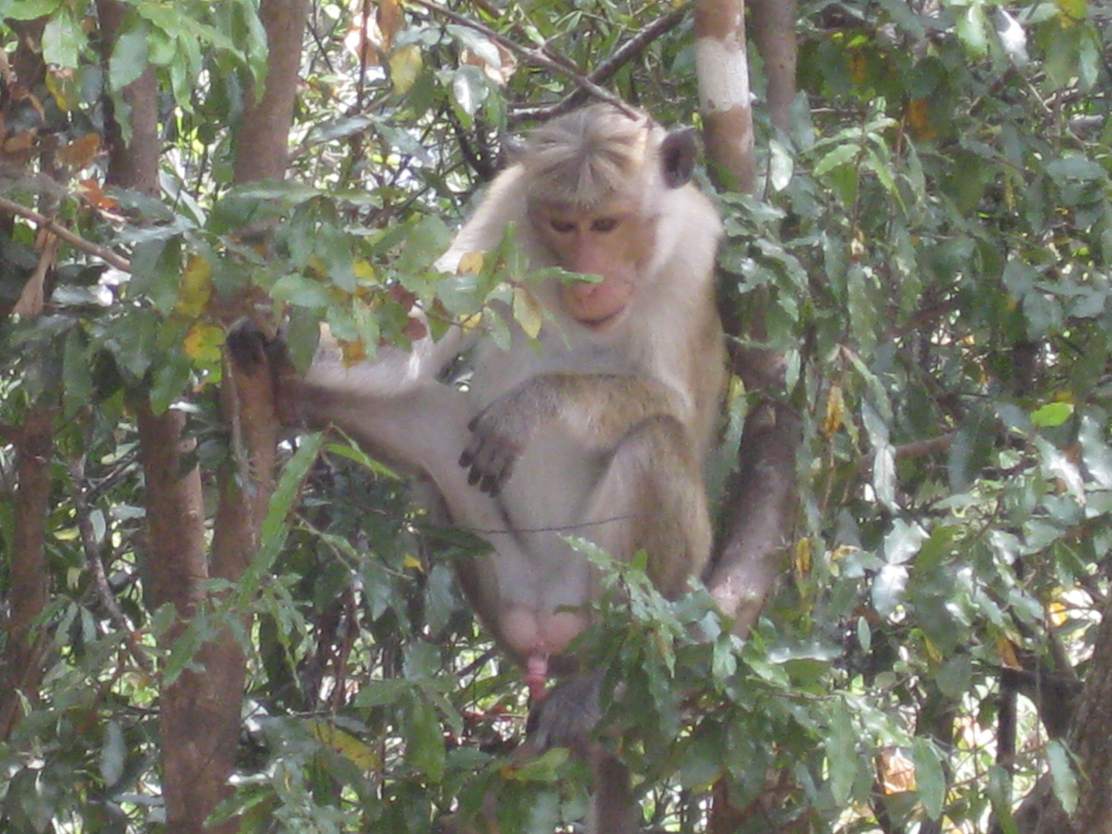 Image of Toque macaque