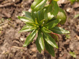 Plancia ëd Iberis umbellata L.