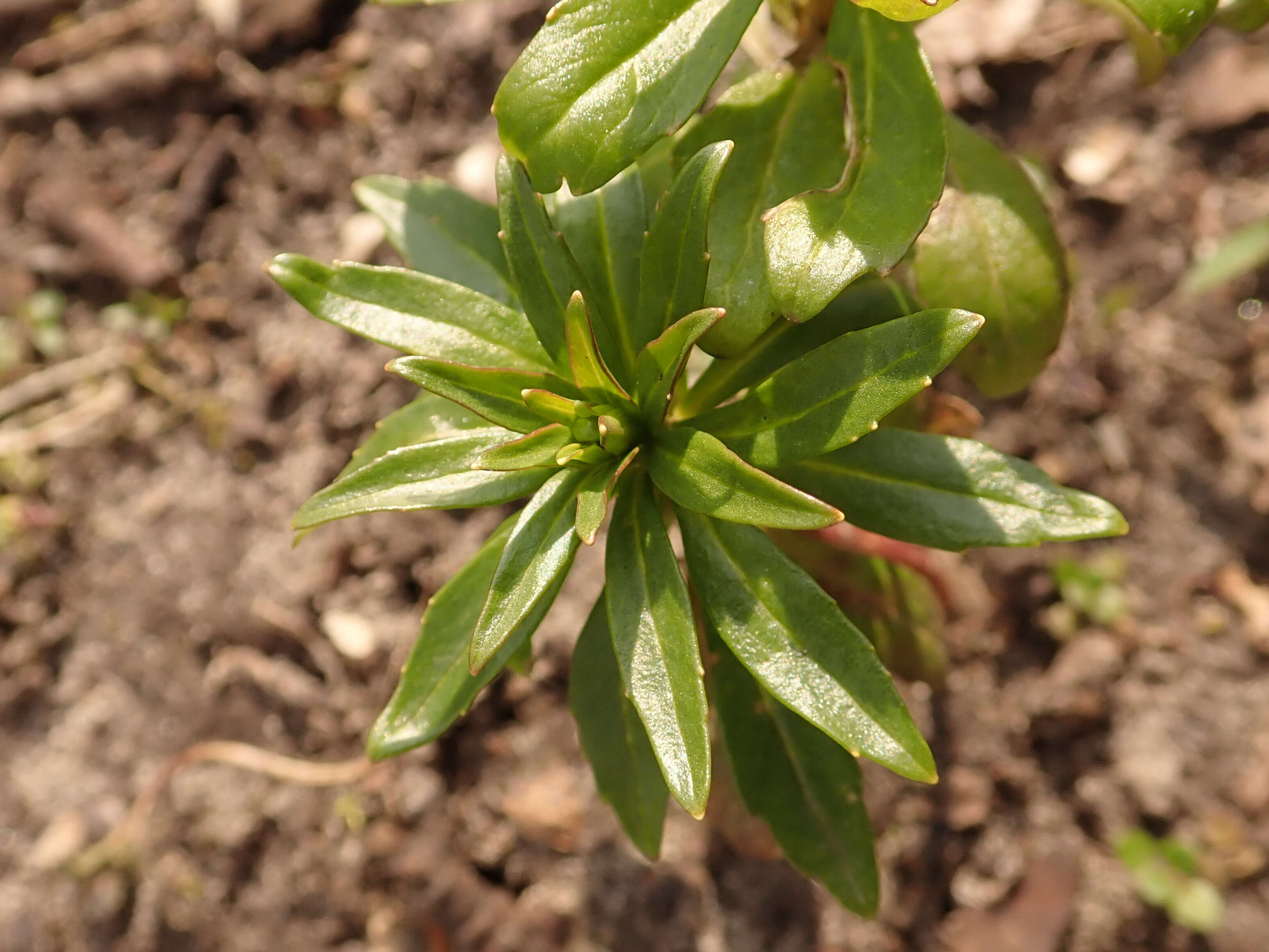 Plancia ëd Iberis umbellata L.