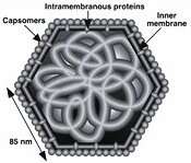 Image of Iridovirus
