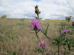 Image of brown knapweed