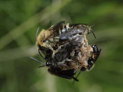 Image of Lasioglossum calceatum (Scopoli 1763)