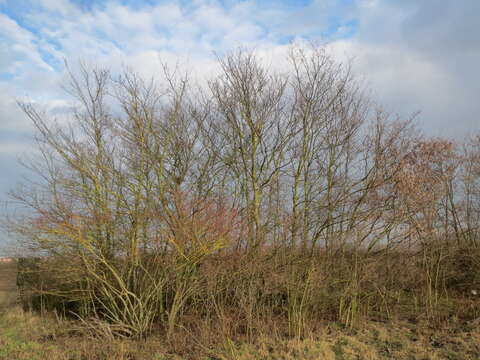 Image of Small-leaved Elm