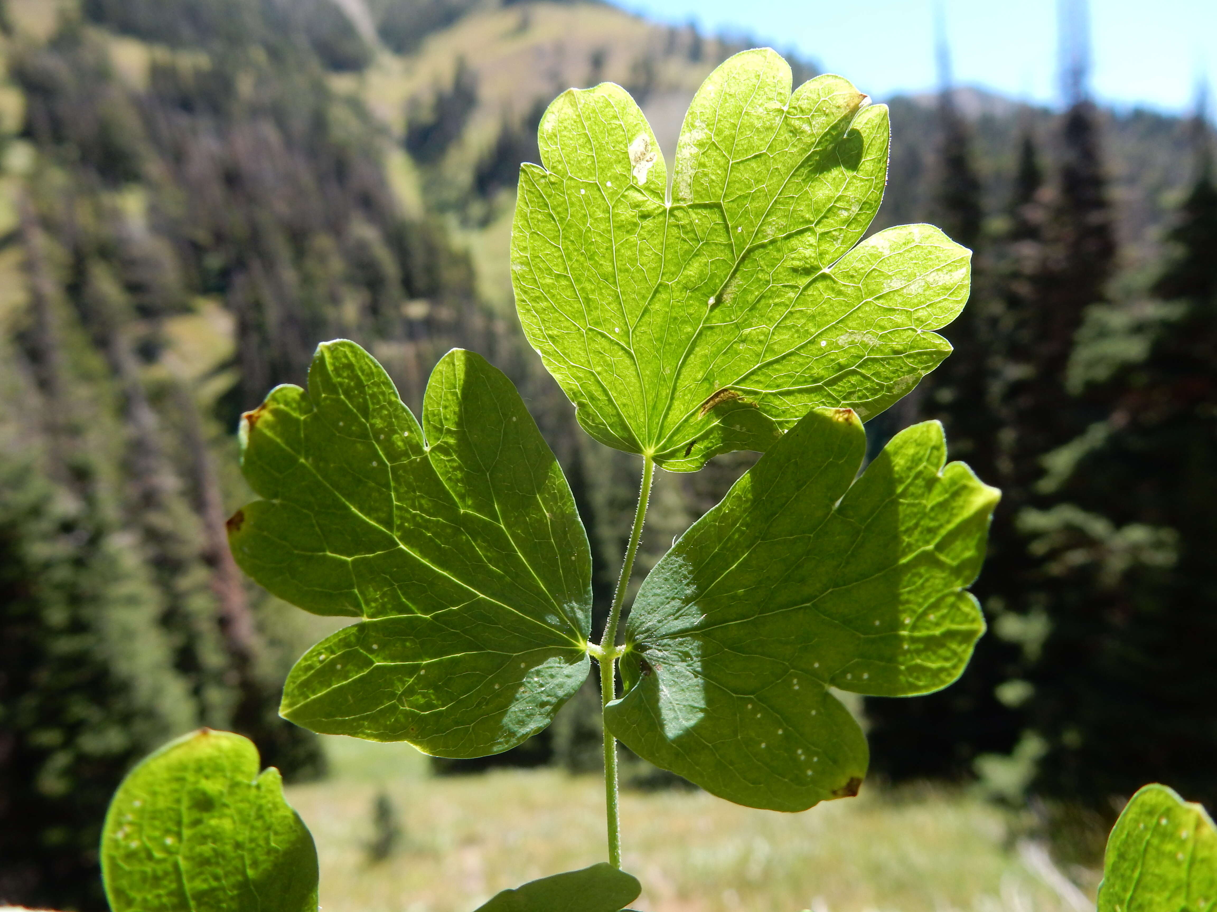 Image of western meadow-rue