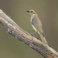 Imagem de Ptilotula fusca (Gould 1837)