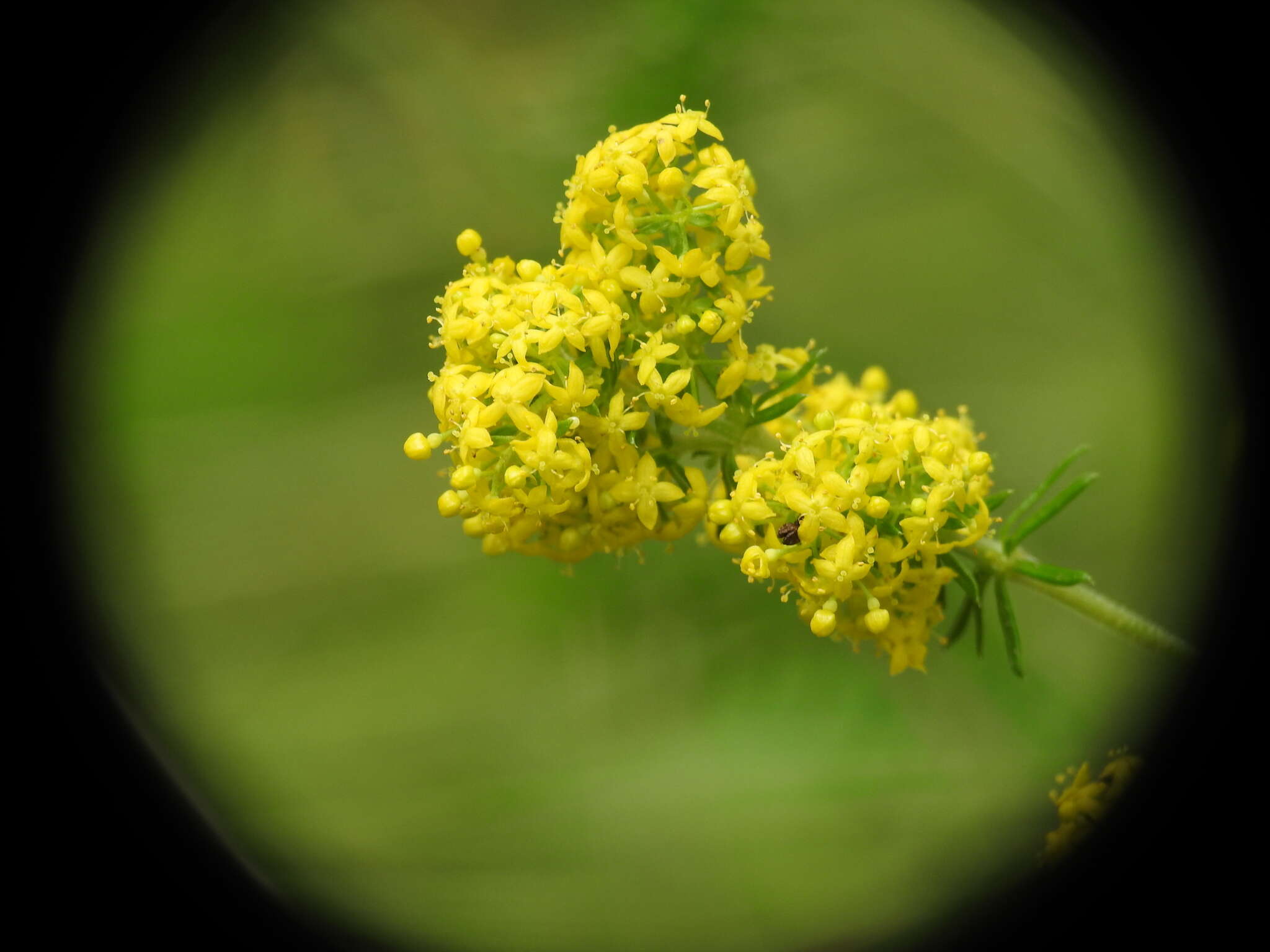 Image of Lady's Bedstraw