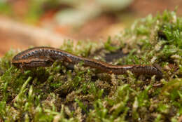 Image of California Slender Salamander