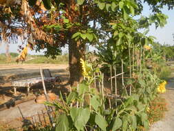 Image of common sunflower