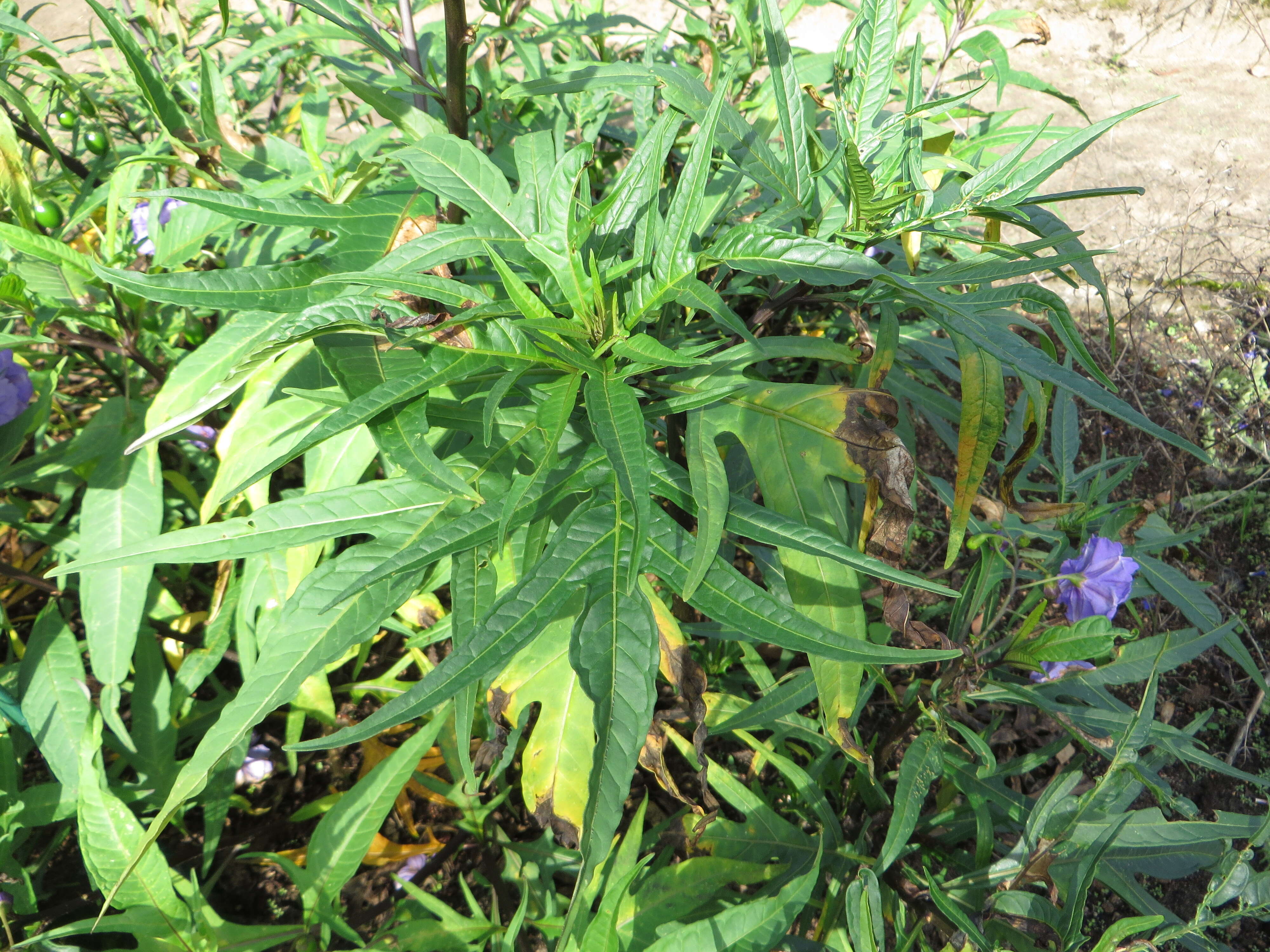 Image of Large Kangaroo Apple