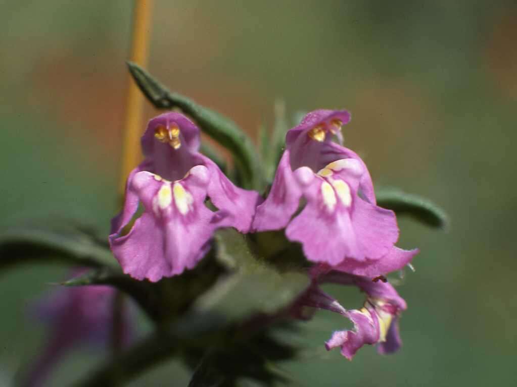 Image of Red hemp nettle