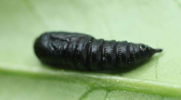 Image of leches twist moth