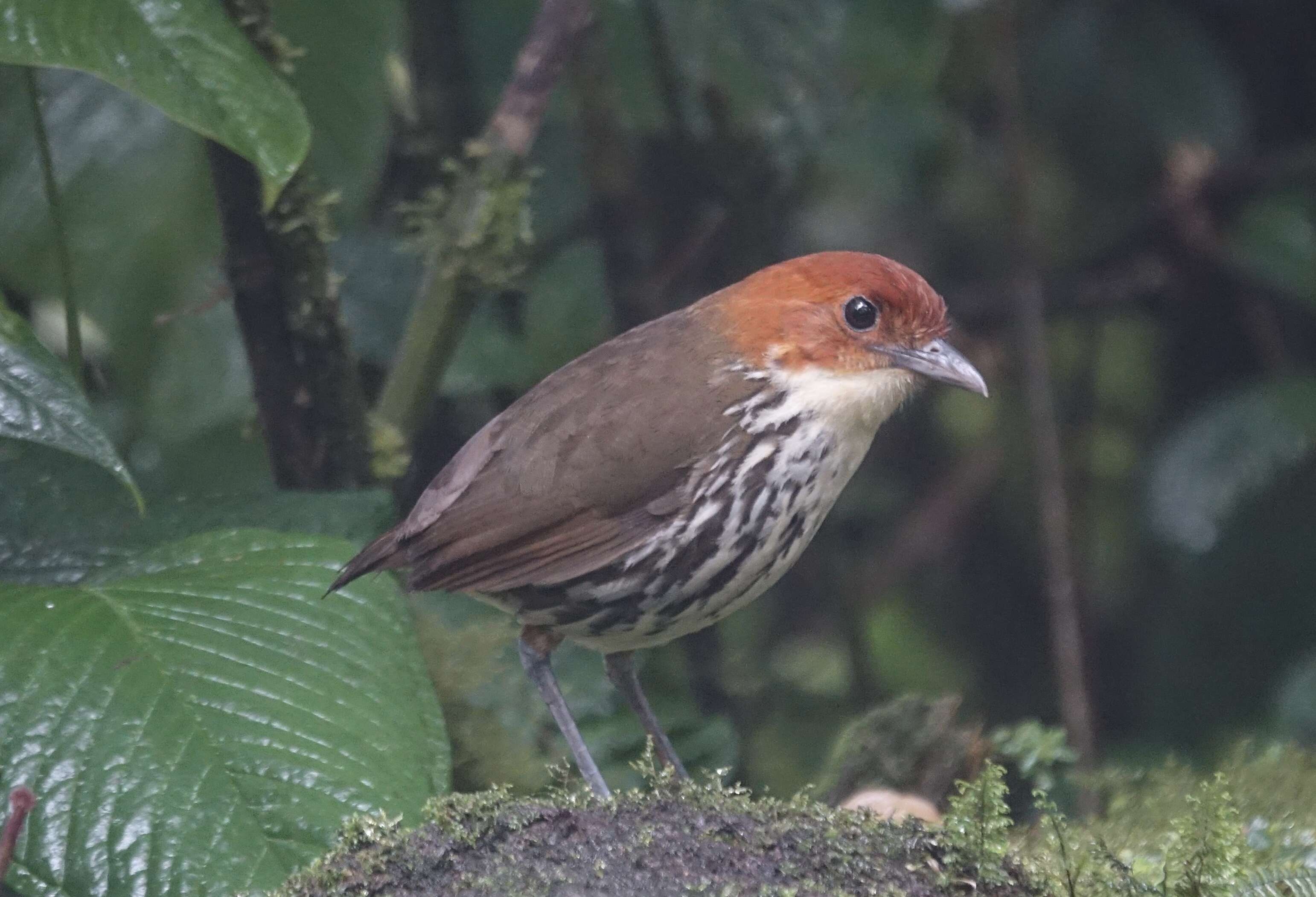 Image of Chestnut-crowned Antpitta