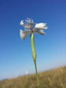 Image of Dianthus serotinus Waldst. & Kit.