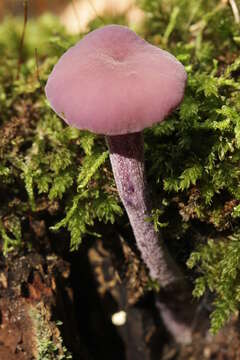 Image of Laccaria amethystina Cooke 1884