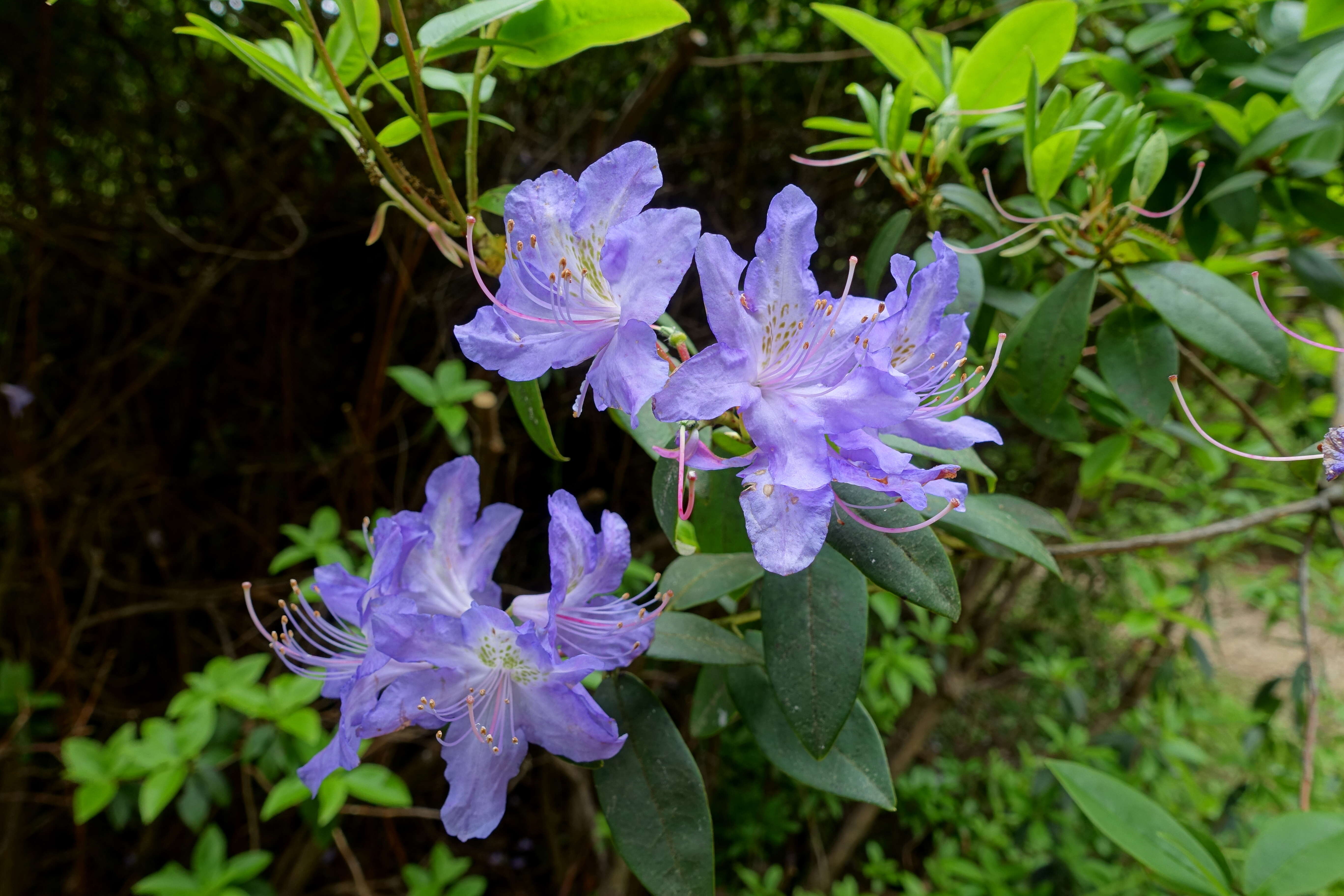 صورة Rhododendron augustinii Hemsl.