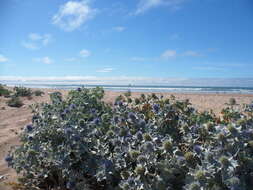 Eryngium maritimum L. resmi