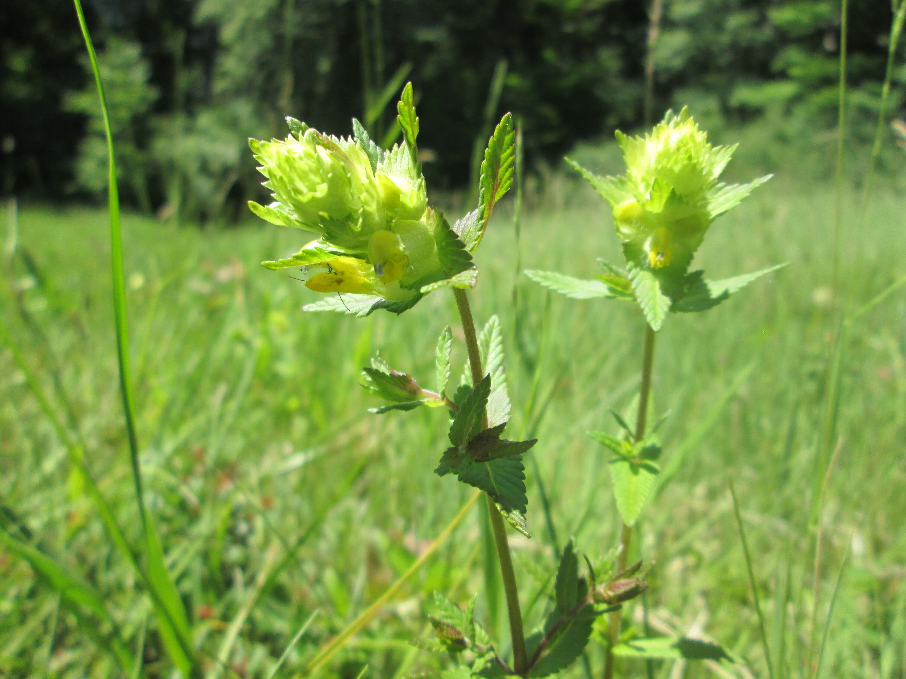 Image of European yellow rattle