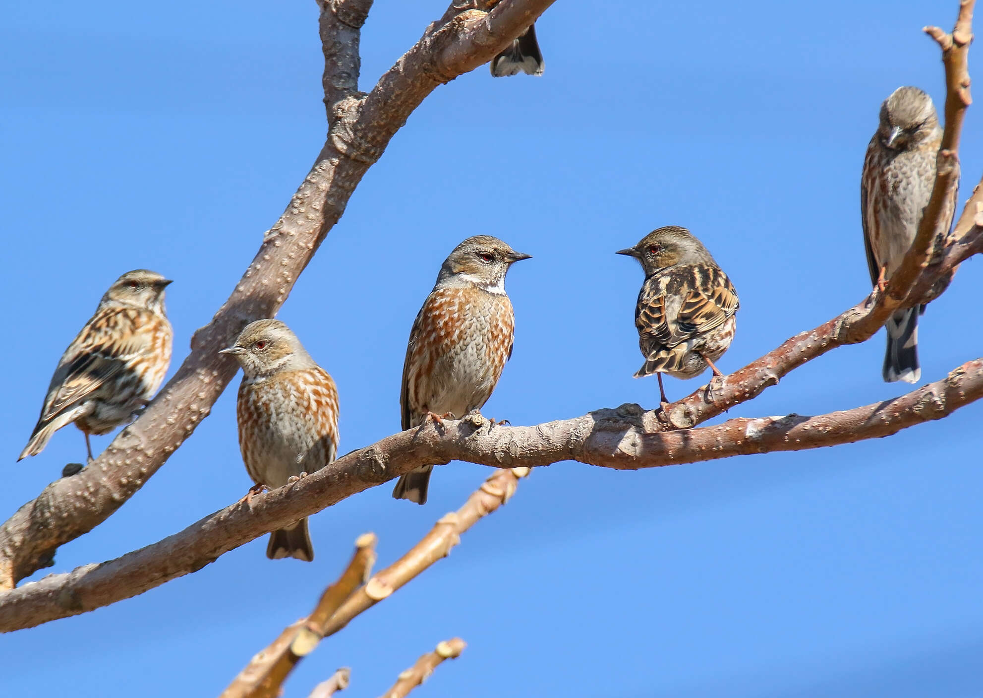 Image of Altai Accentor