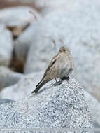 Image of Black-winged Snowfinch