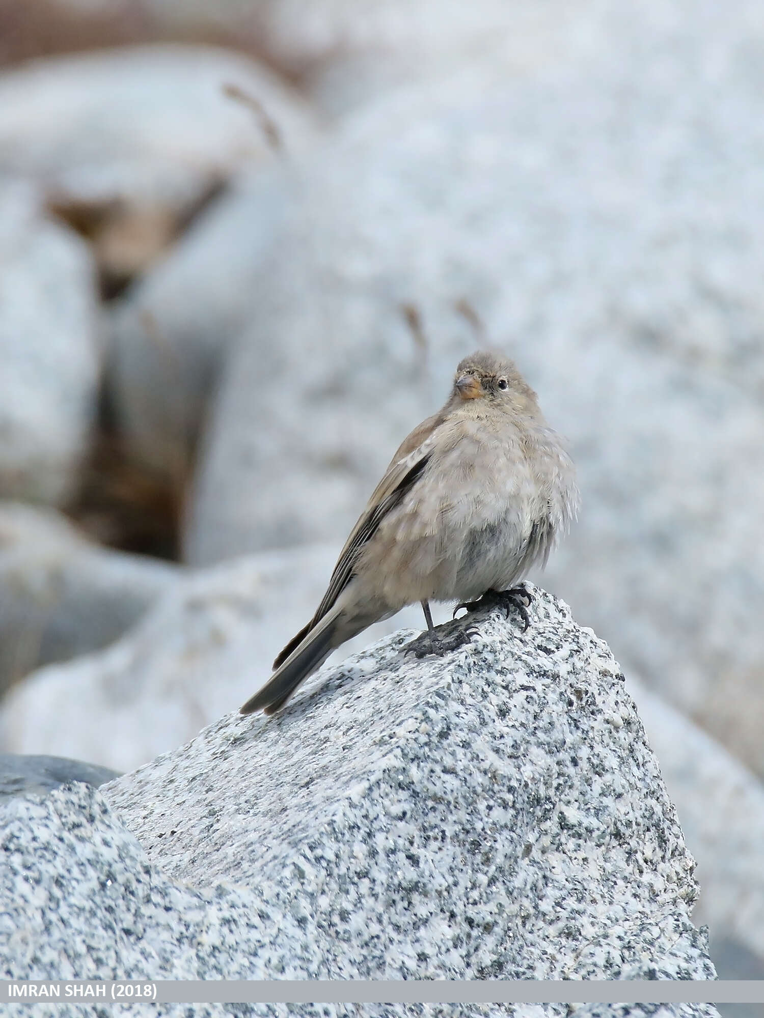 Image of Black-winged Snowfinch