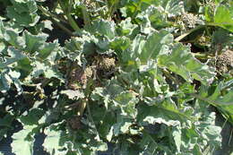 Image of sea kale