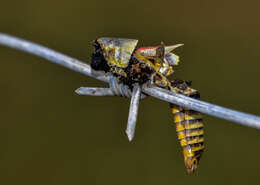 Image of Elegant Grasshopper