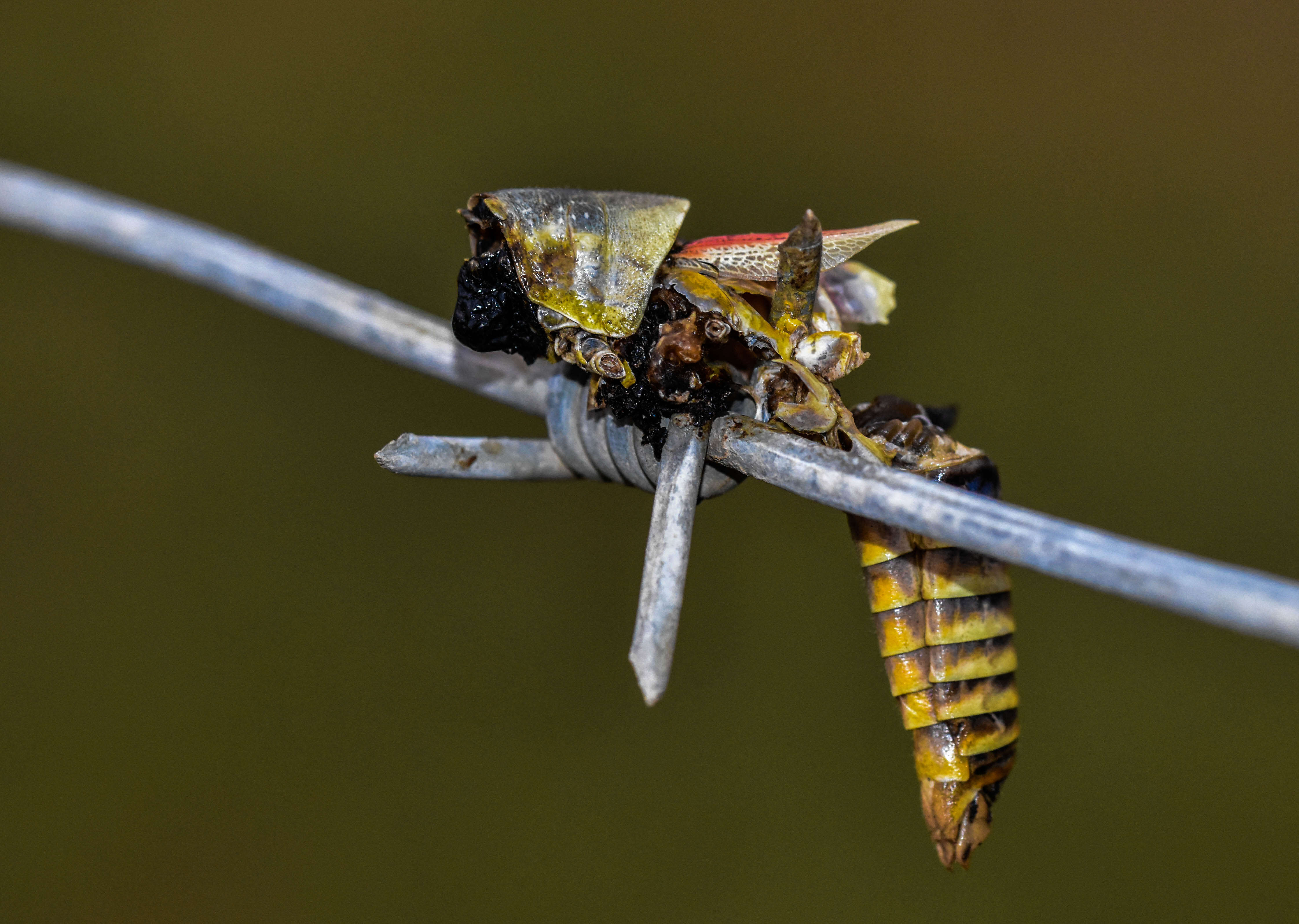 Plancia ëd Zonocerus elegans (Thunberg 1815)