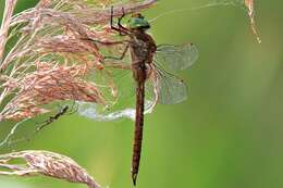 Image of Brown Hawker