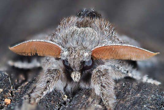 Слика од Calliteara pudibunda Linnaeus 1758