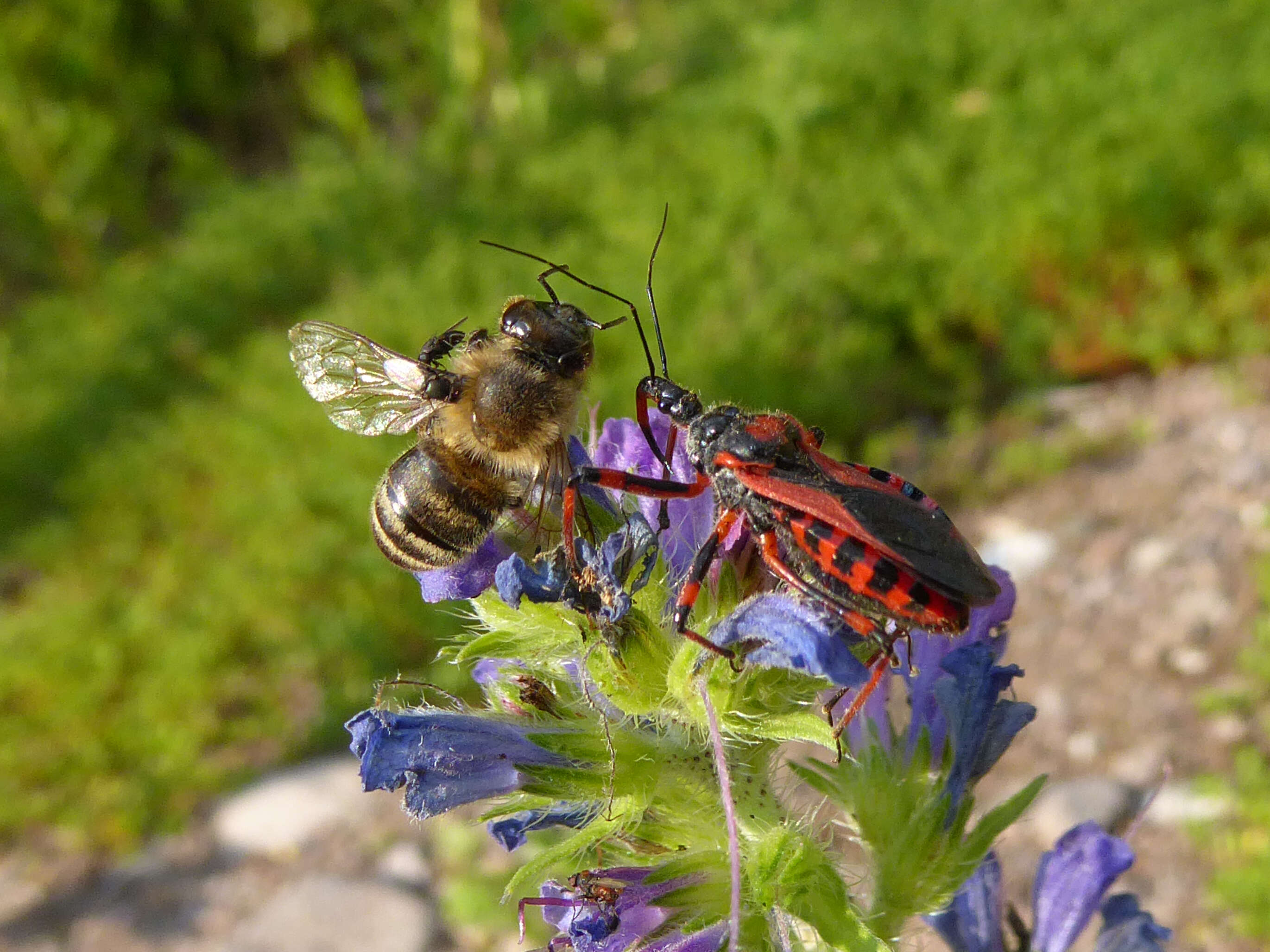 صورة Rhynocoris iracundus (Poda 1761)