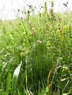 Image of Yellow rattle