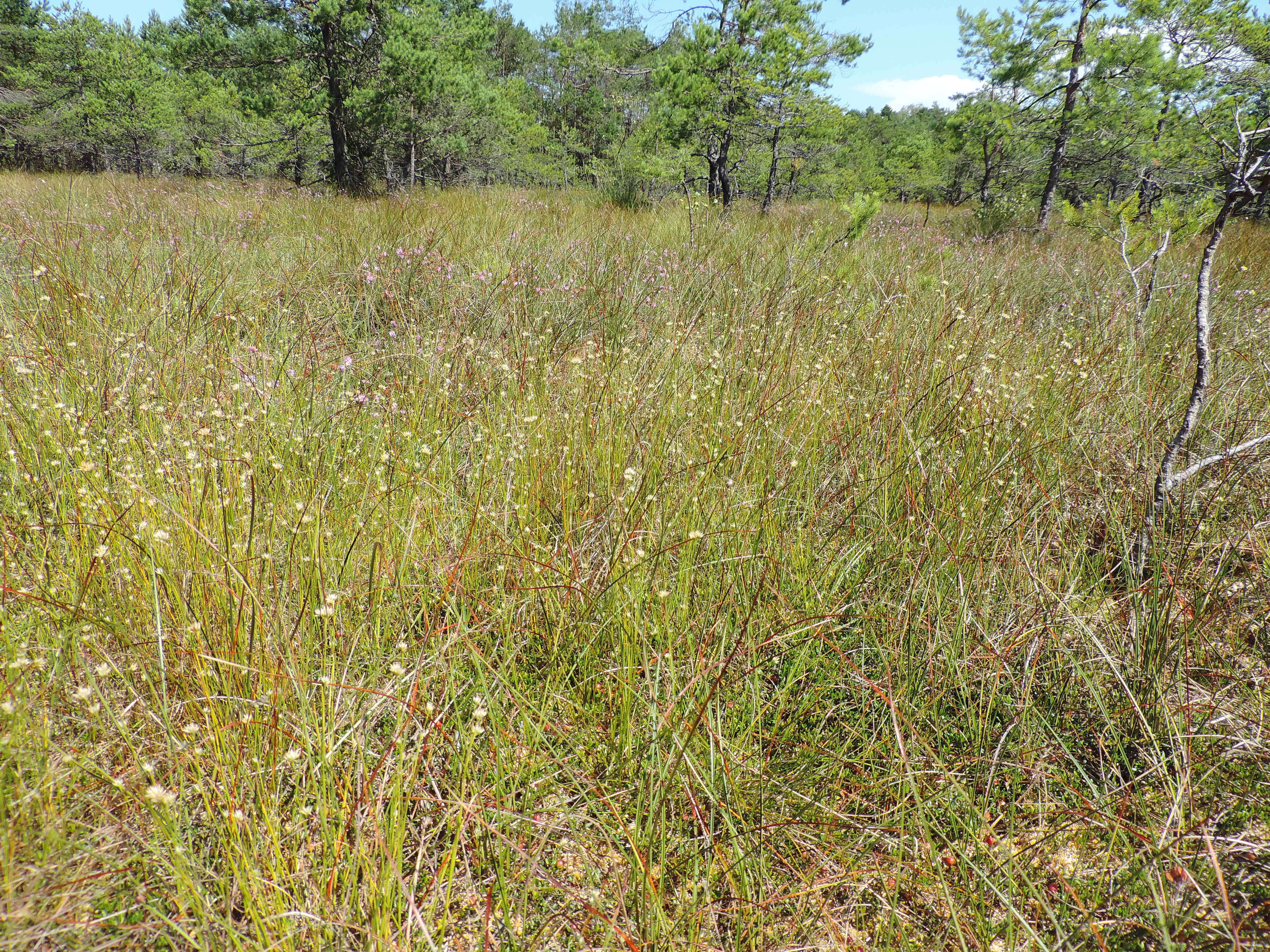 Plancia ëd Rhynchospora alba (L.) Vahl